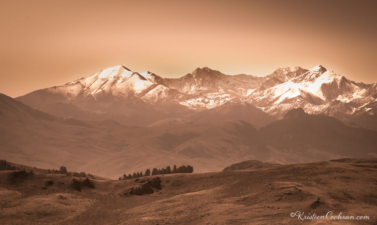 DOWNCHILL BULLダウンチル moss salmon Tulip Wild Alaska Pink Salmon Same-Day Delivery or Pickup | Shoppers